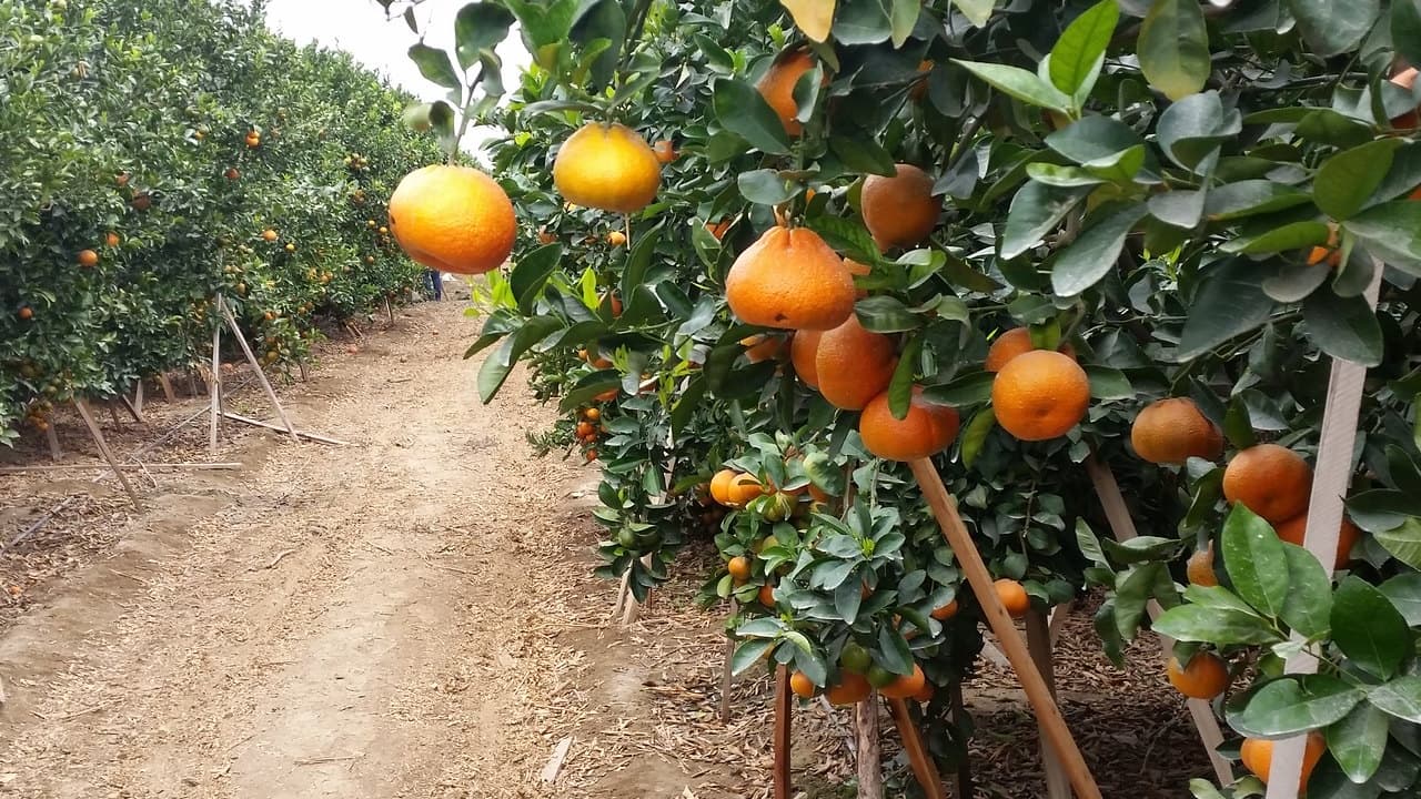 agroexportación