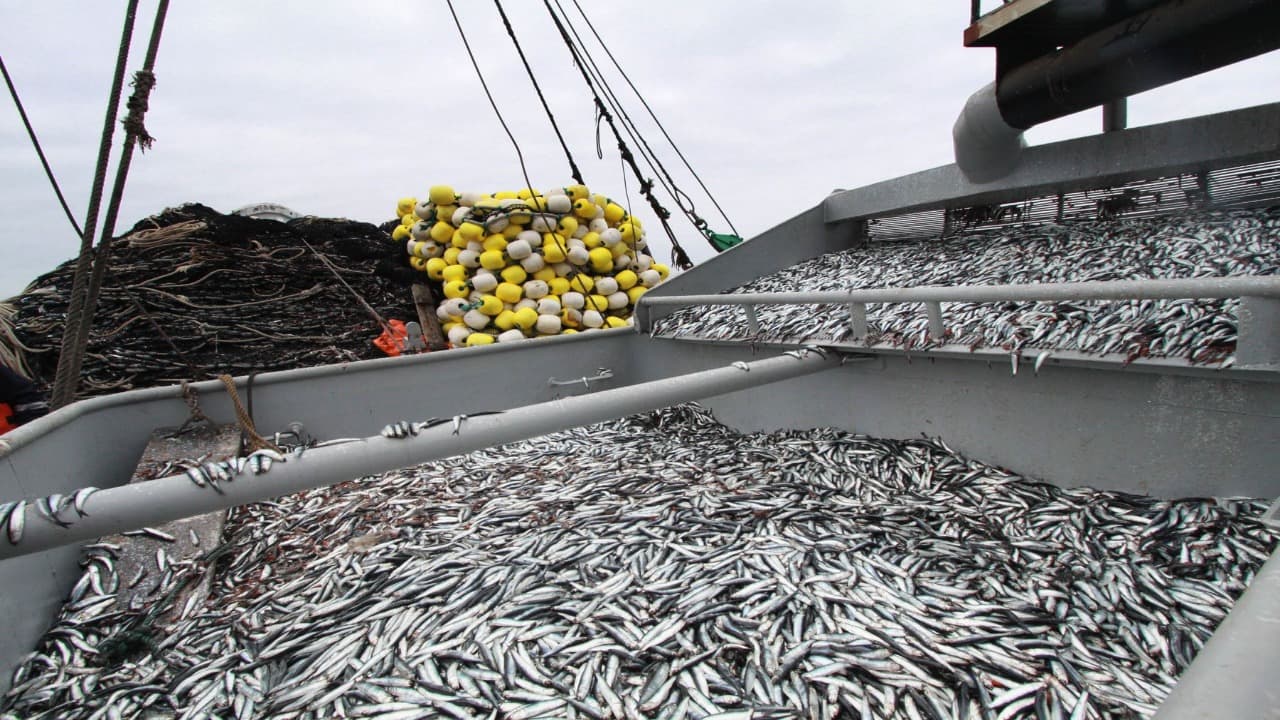 Las empresas pesqueras proyectan un año favorable para la industria de anchoveta