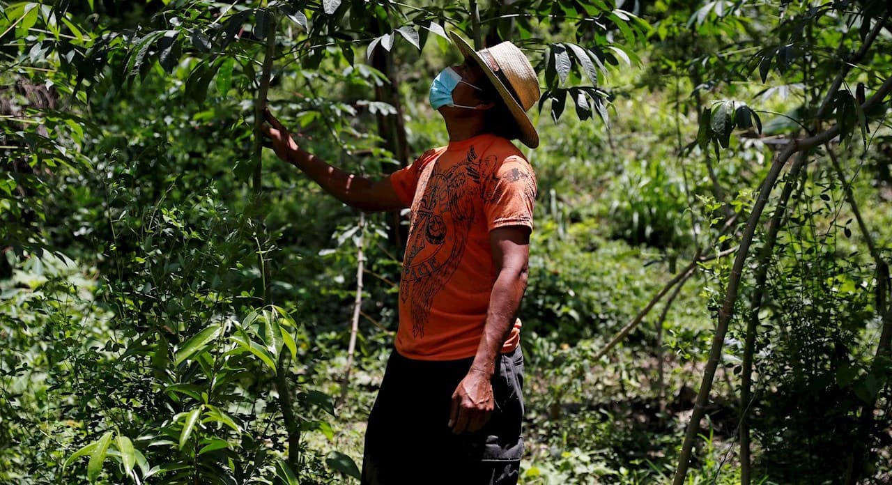 Cambio climático, una ‘pandemia’ que afecta al sector agroindustrial: BID Invest