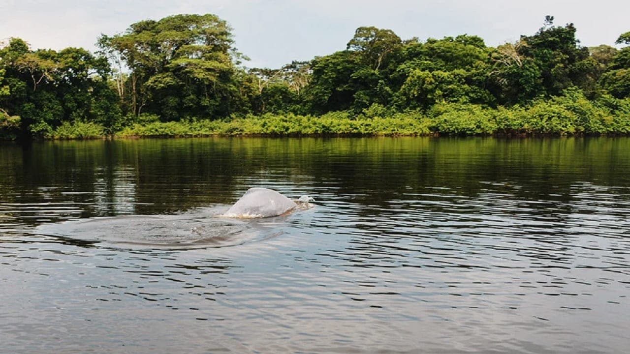 Amazonía Procolombia