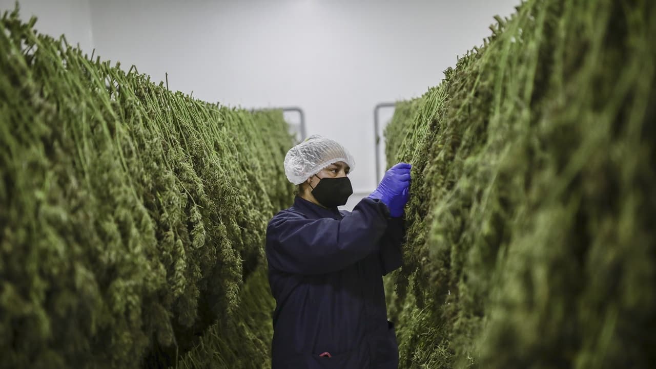 Plataformas de streaming como Twitch le abren la puerta al cannabis