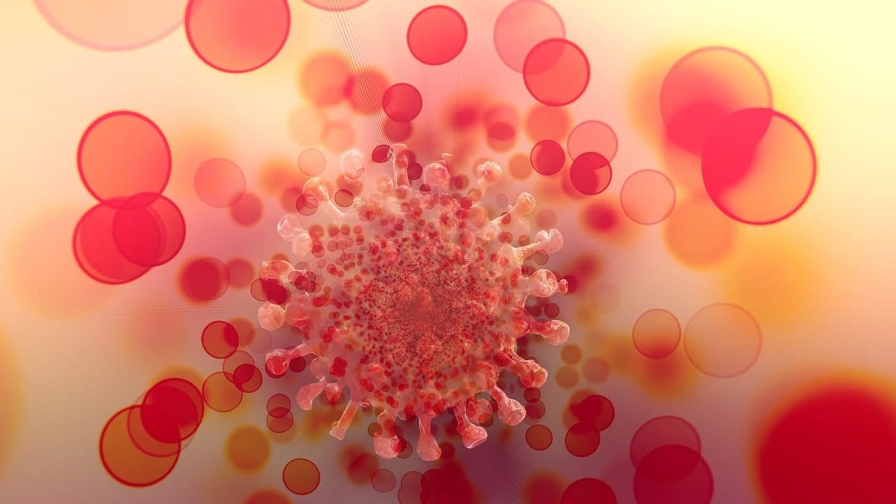 Hallan virus de murciélago similar al Covid: afectaría a humanos