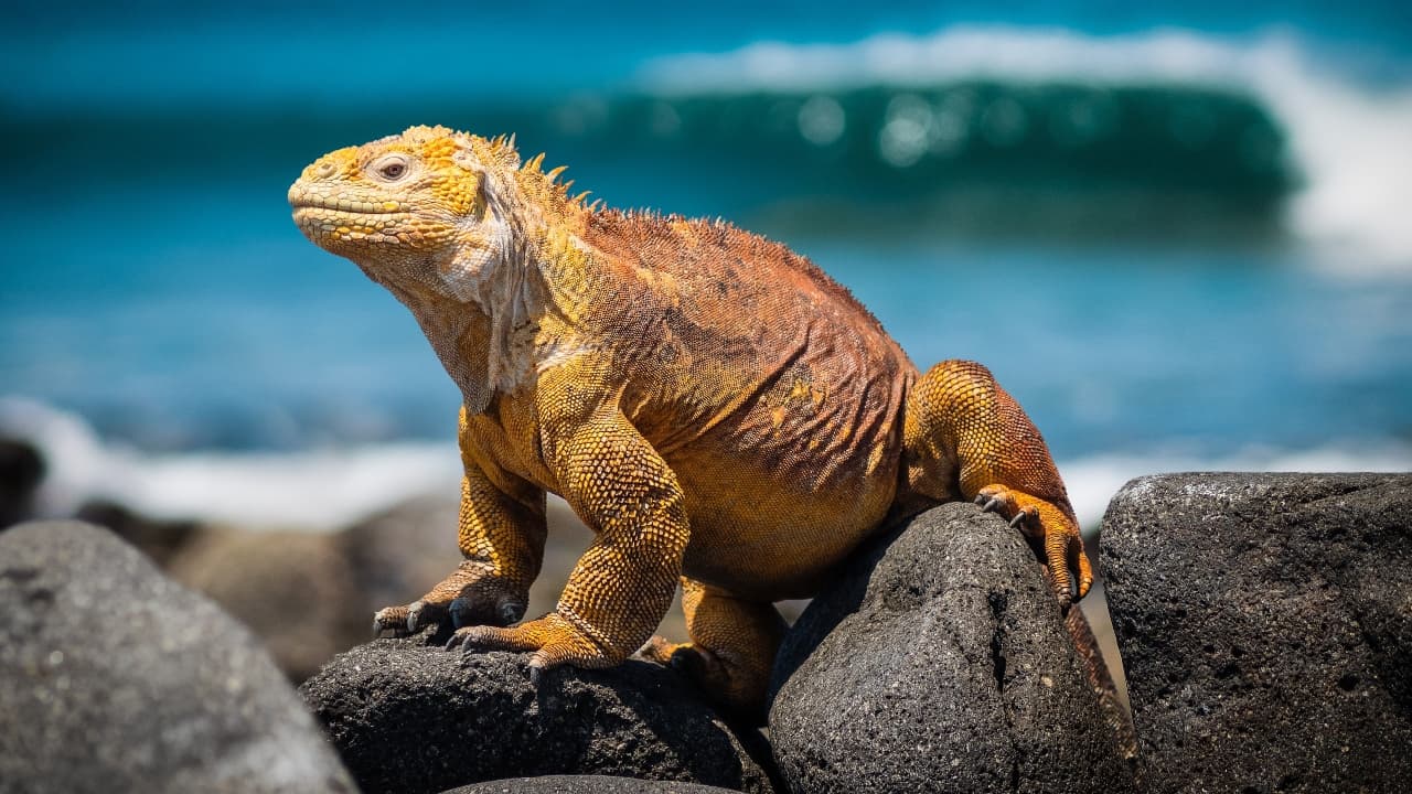Ecuador expande el área marina protegida alrededor de las Galápagos por especies migratorias