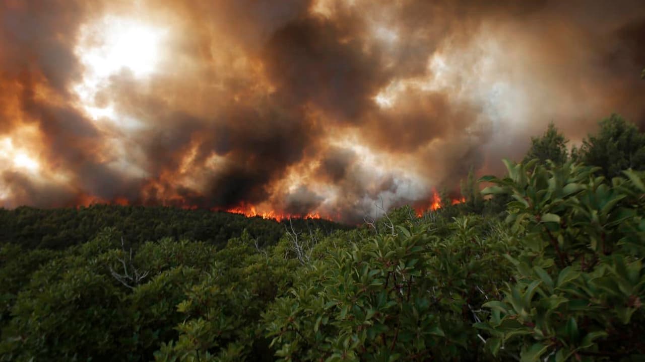 Los incendios le cuestan al mundo US$ 50.000 millones cada año, según el WEF