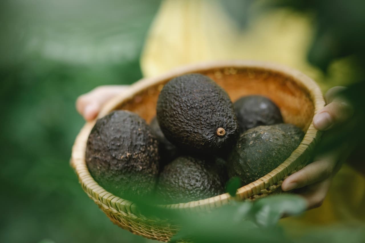Estados Unidos podría retomar importación palta de mayor estado productor mexicano próxima semana