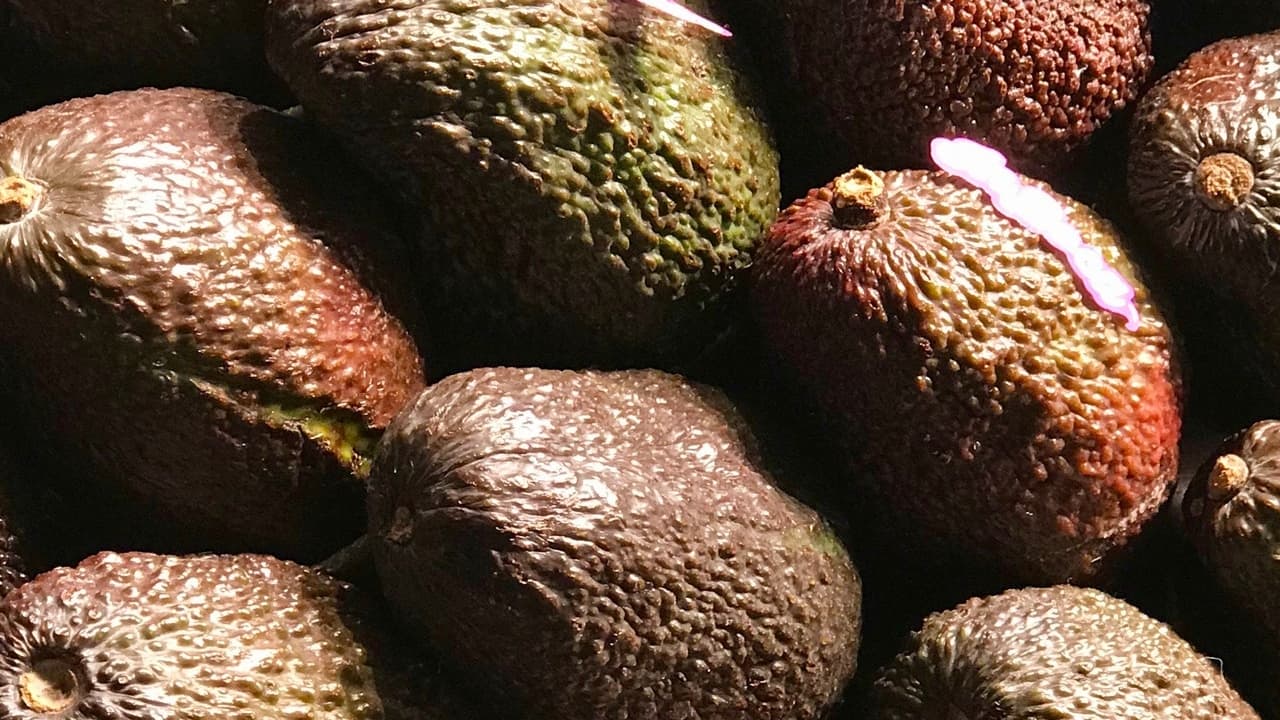 EE.UU.: inspecciones a palta mexicana se mantienen detenidas por seguridad del personal