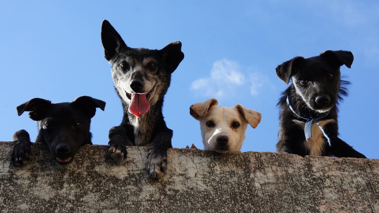 España se suma a los países que declaran a los animales seres sintientes