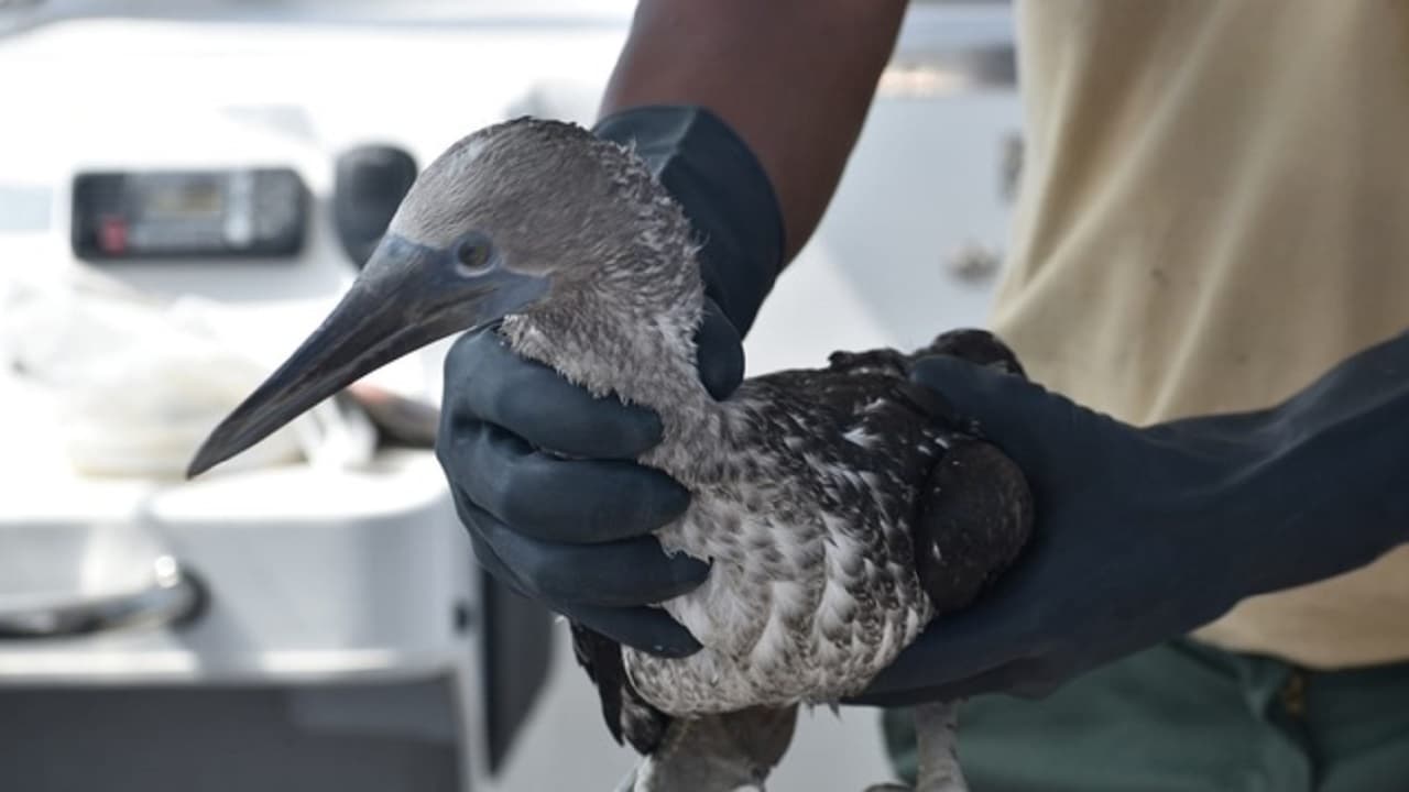 Perú recuperó y rescató más de 420 aves afectadas por el derrame de Repsol