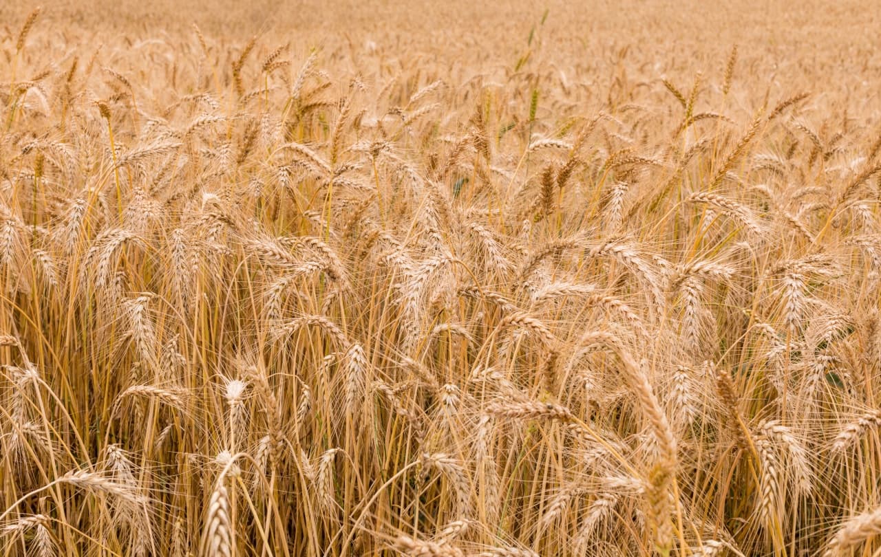 Argentina crea fideicomiso de trigo para evitar alzas precios alimentos por guerra en Ucrania