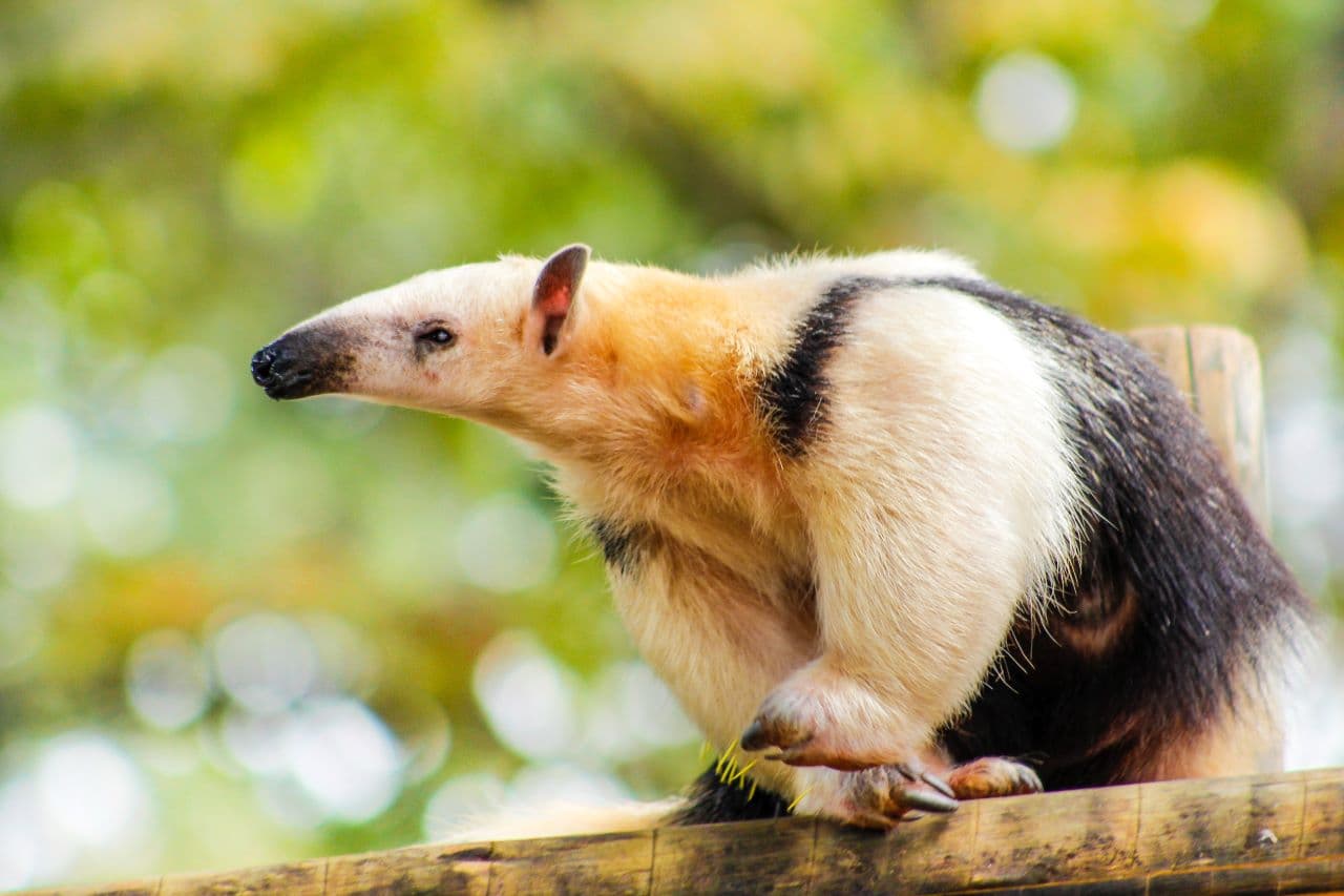 Brasil: coronavirus en fauna salvaje moviliza a la comunidad científica