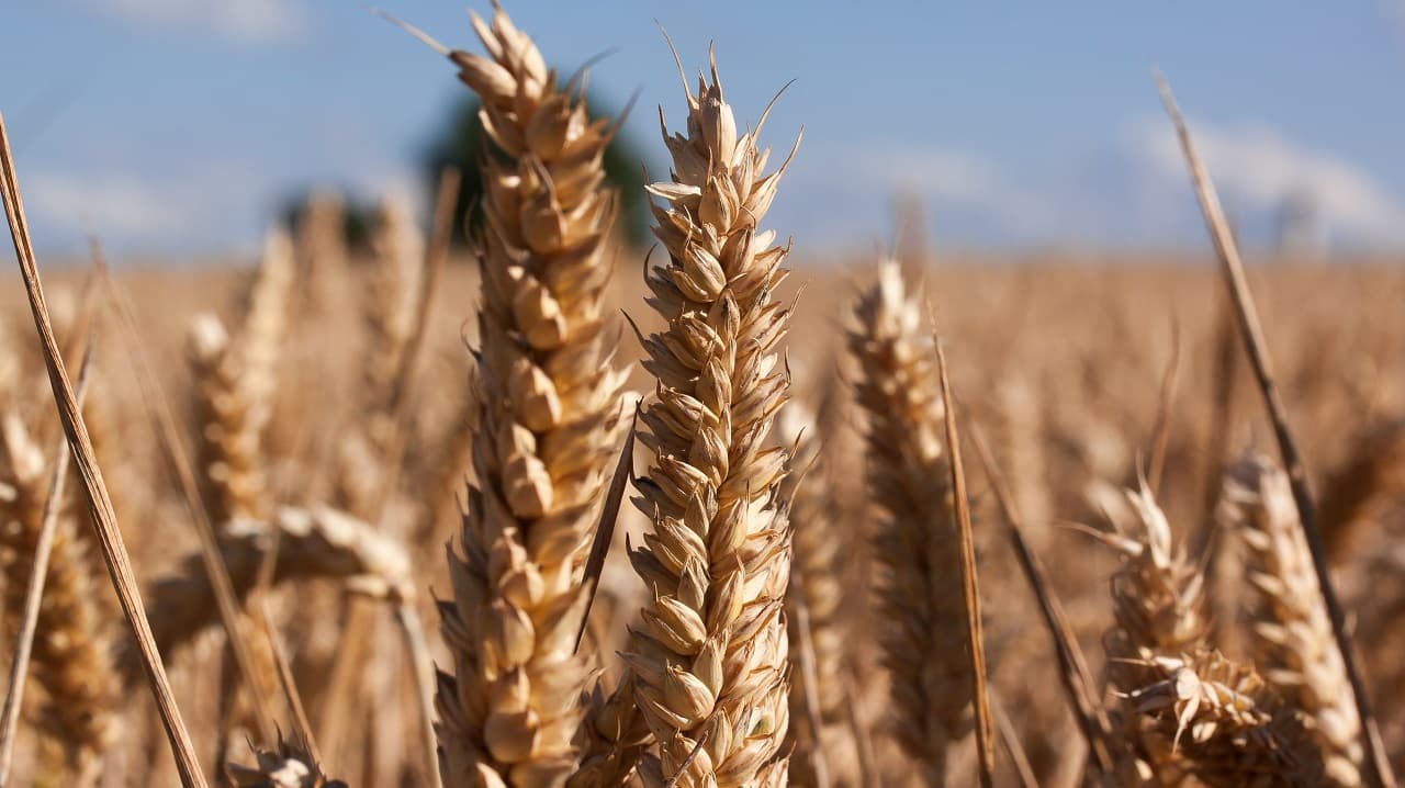 Crisis de alimentos en América Latina