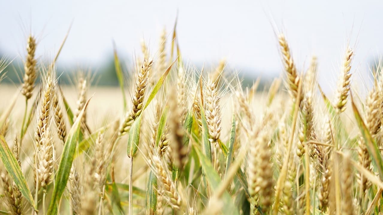 Estados Unidos insta a Rusia a cumplir compromisos en materia de seguridad alimentaria