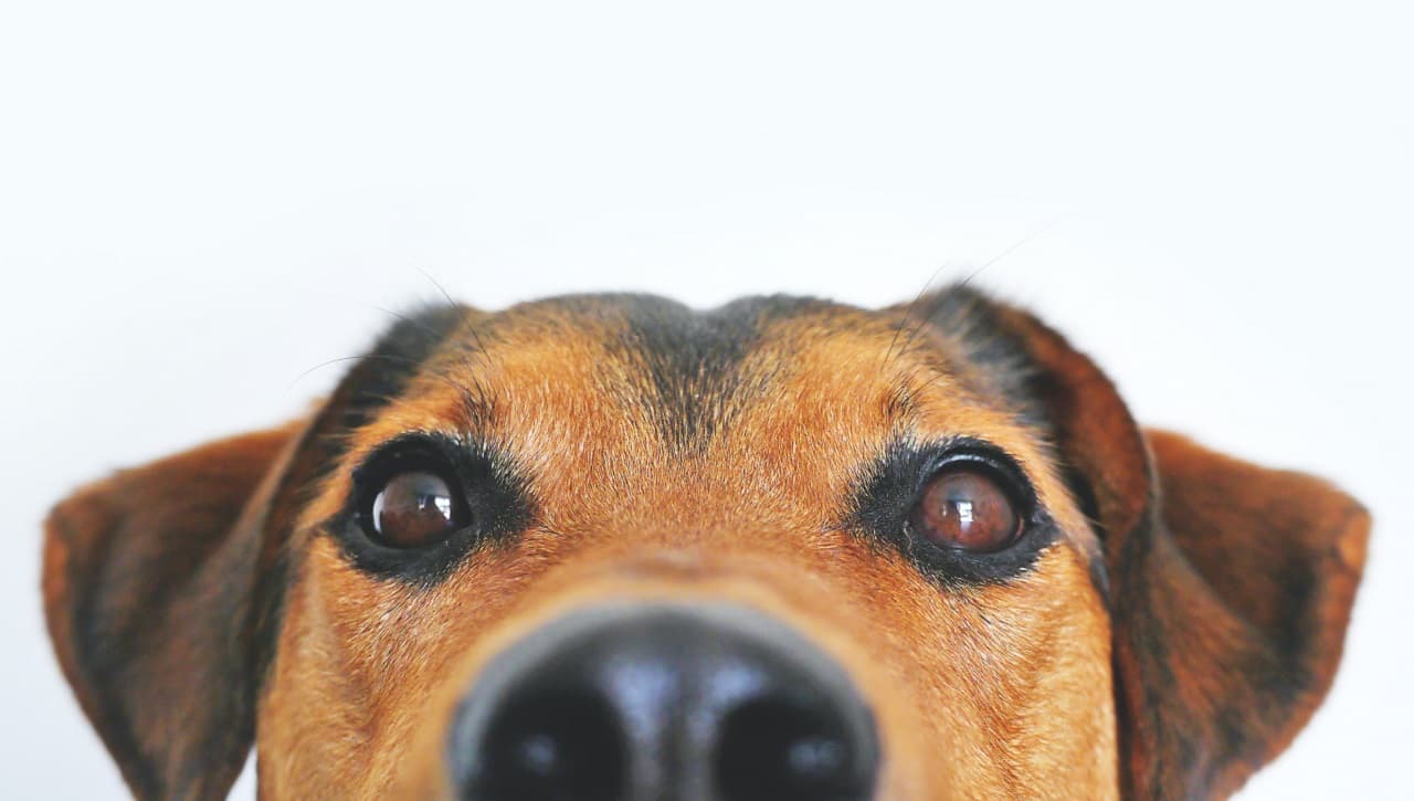 Así es cómo el mercado de mascotas en Perú movería US$429 millones este año