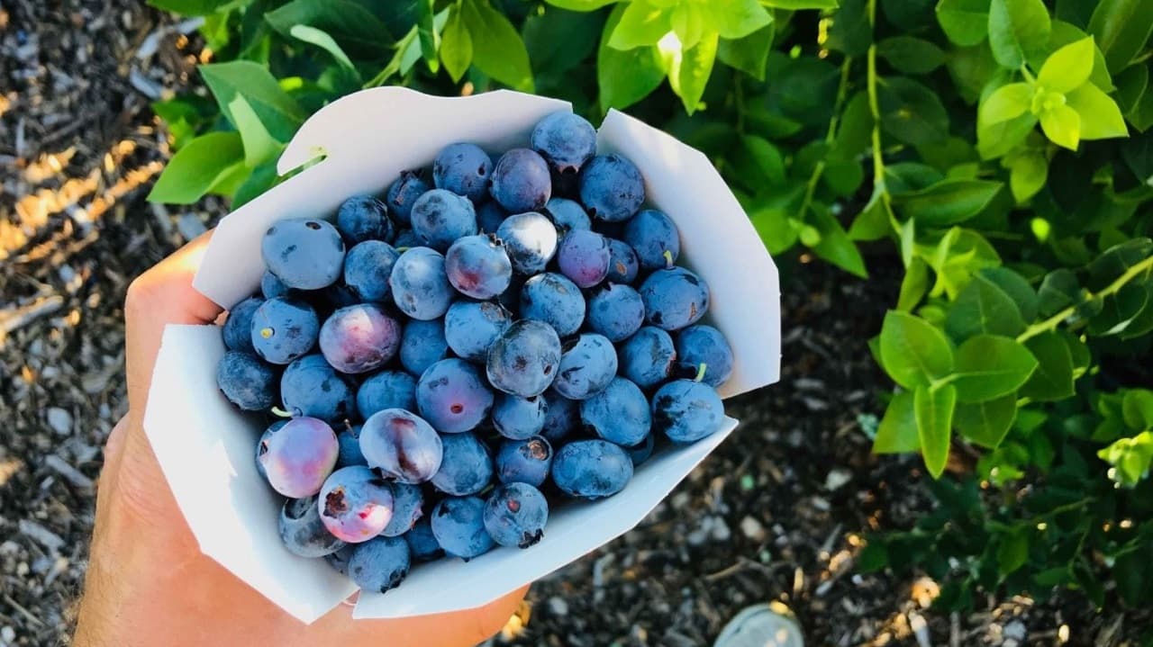 Perú se posicionó como el noveno proveedor de frutas más grande del mundo en 2021