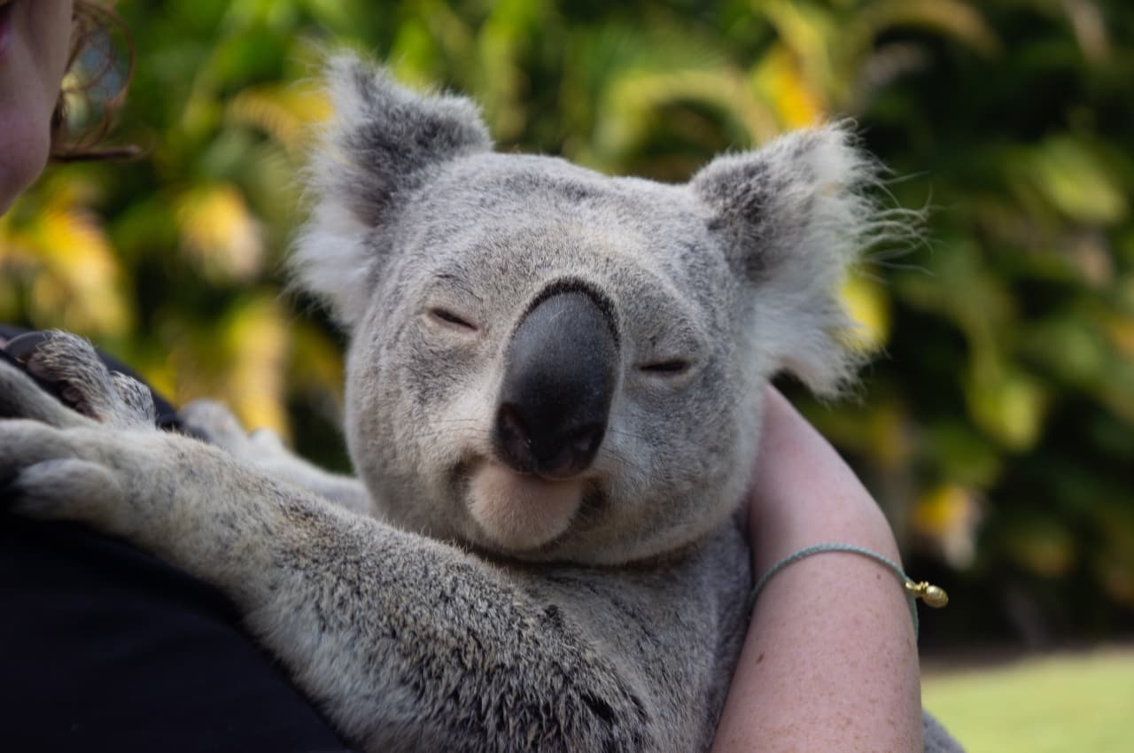 Australia: así es el millonario plan que implementará la isla para evitar la extinción de sus especies