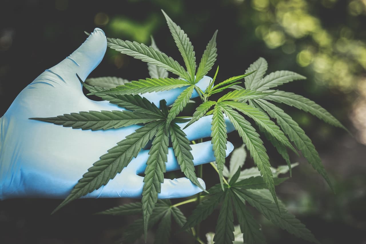 Gobierno aprobó el reglamento que regula uso medicinal y terapéutico del cannabis