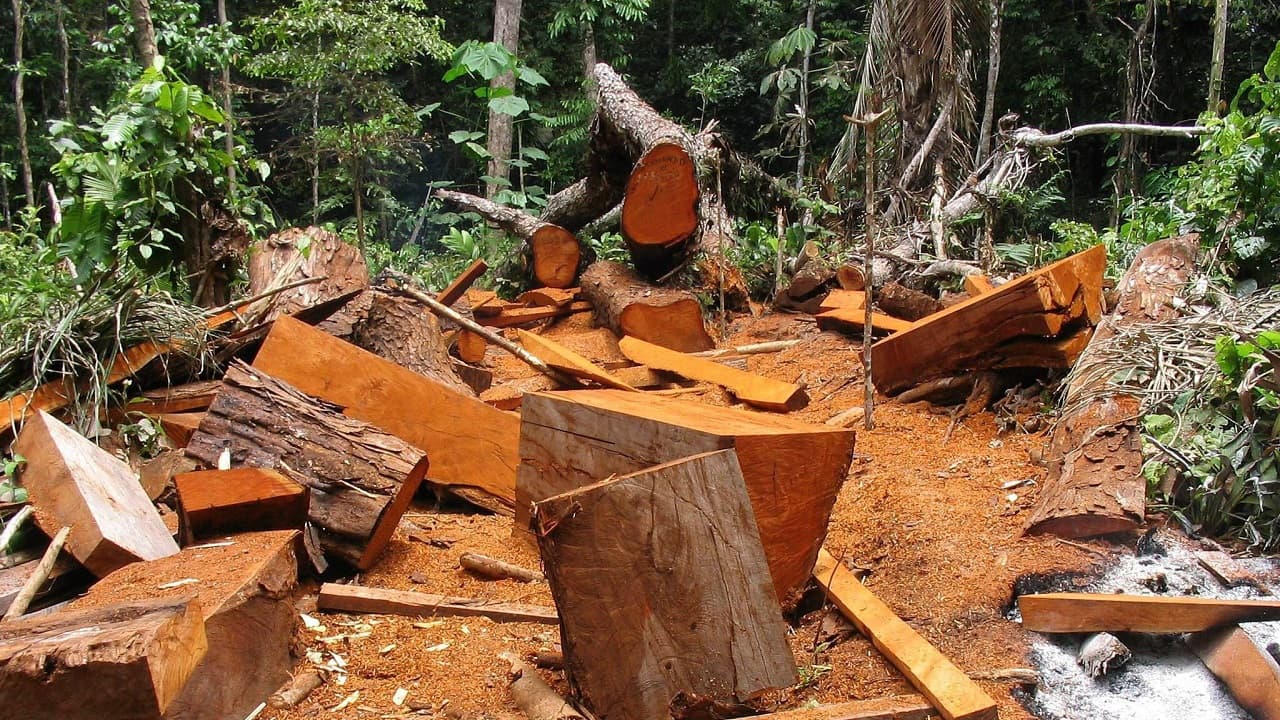 Así es el multimillonario negocio de los delitos medioambientales