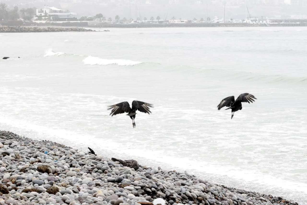 Chile reporta primeros casos de gripe aviar en aves silvestres