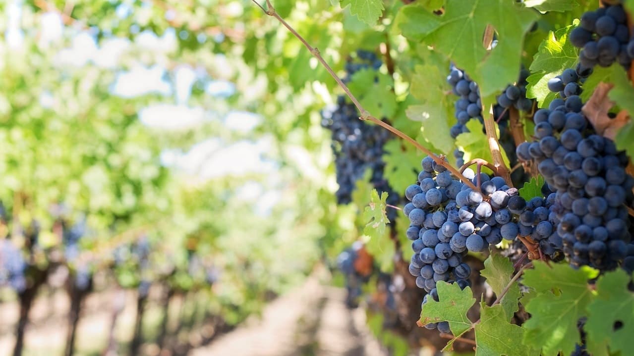 El cambio climático pone en jaque el vino en América Latina