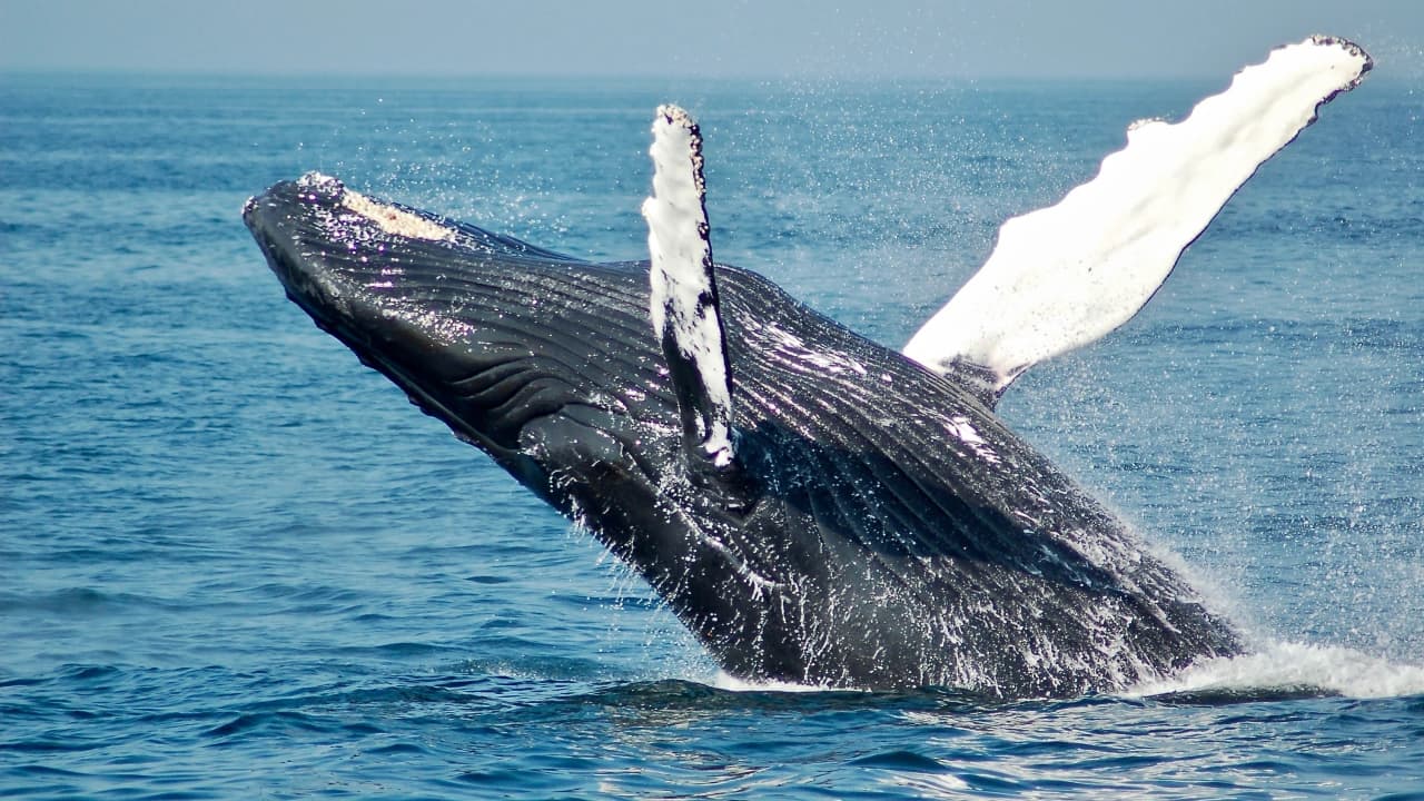 avistamiento de ballenas