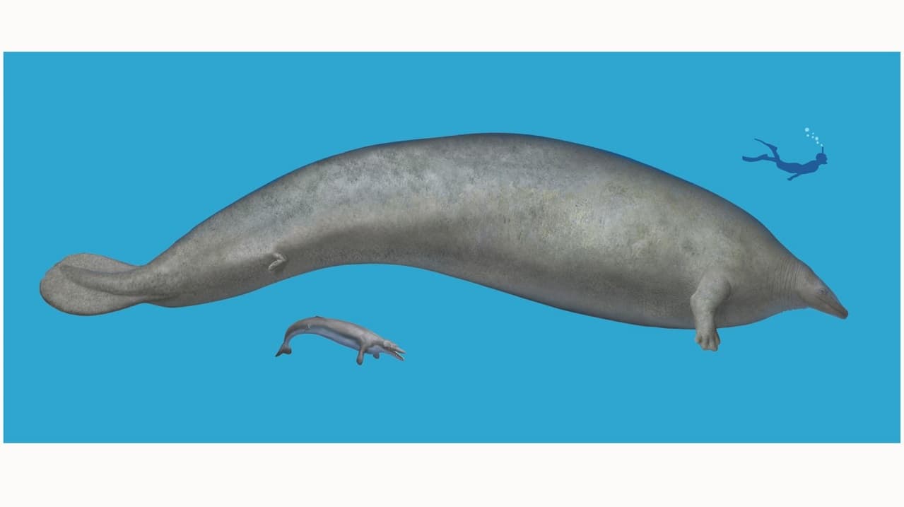 Una antigua y colosal ballena desafía el título de "animal más pesado" a la ballena azul