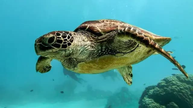 La superficie del mar registra sus más altas temperaturas