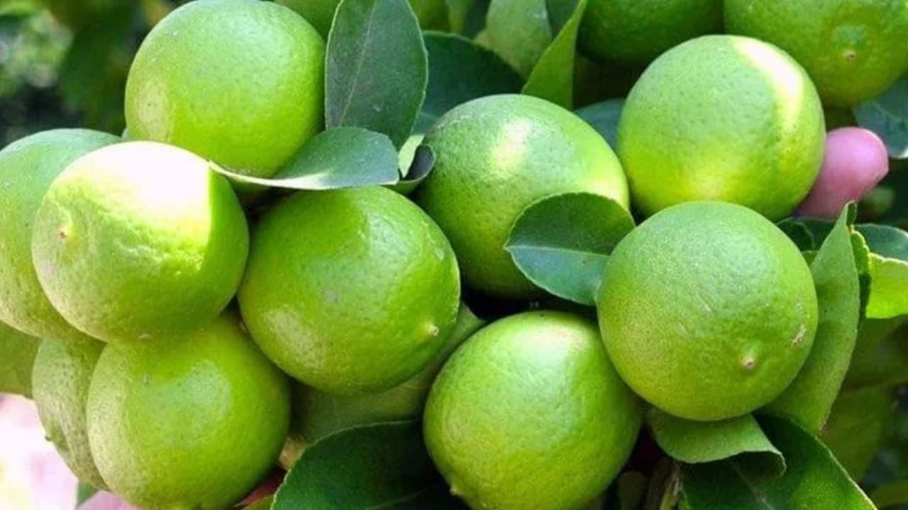 Exportación de limones peruanos acumulan tres meses de retroceso, informó la CCL
