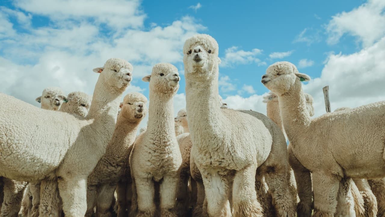 Perú destina 9 millones de dólares en favor de productores de alpacas del sur del país