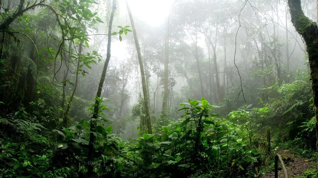 Estados Unidos aportará US$1.000 millones para preservar la selva amazónica