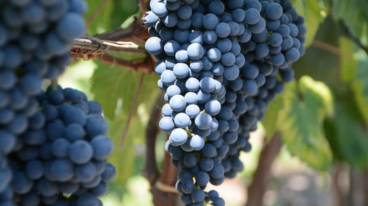 vinos peruanos