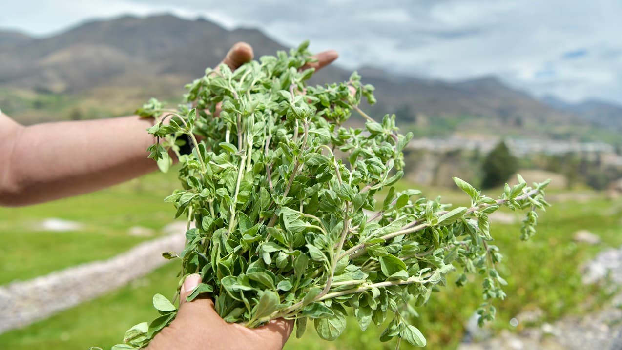 Orégano de Tacna: esta es la nueva denominación de origen con la que cuenta el Perú