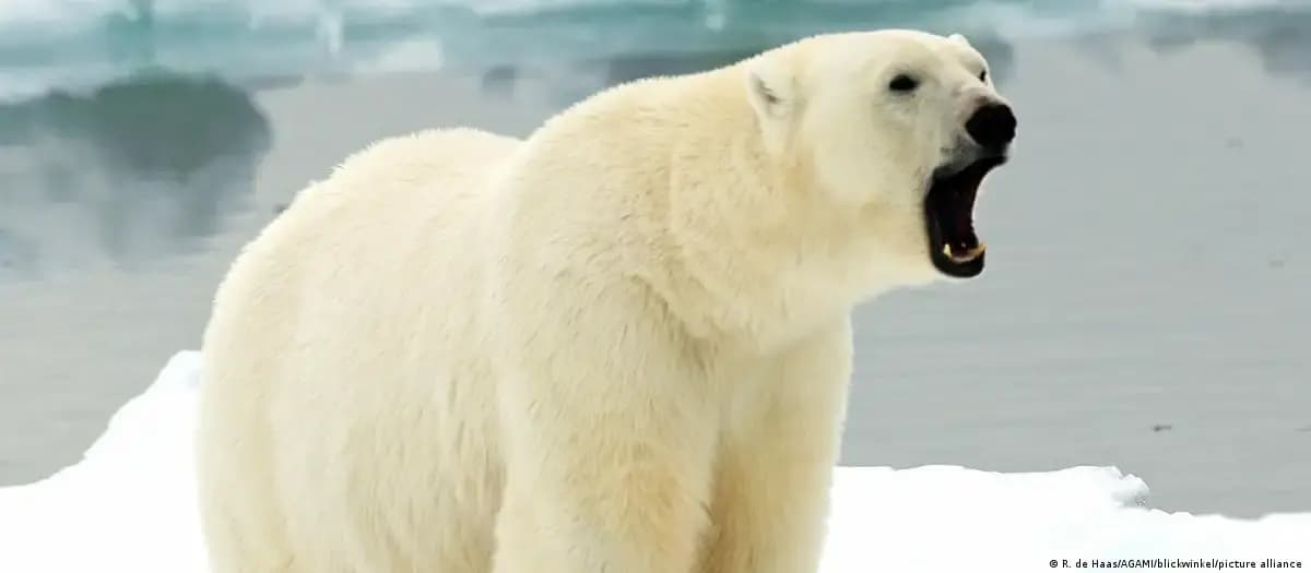 El cambio climático reduce el tamaño de grandes animales