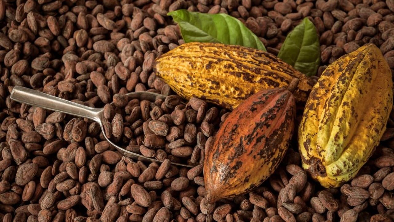 cacao