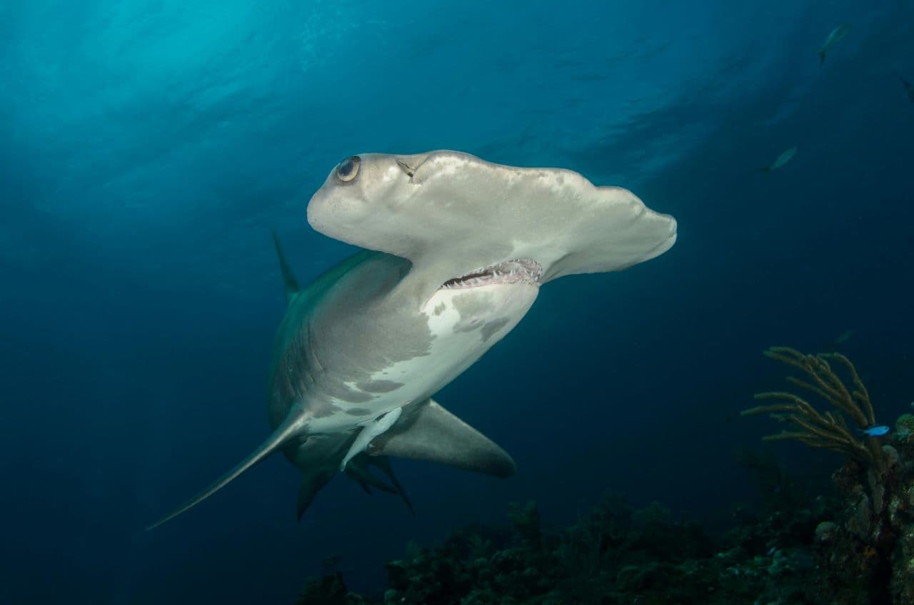 Científicos descubren posible 'guardería' de tiburones martillo en Islas Galápagos