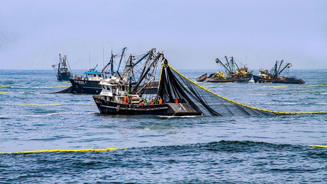pesca ilegal