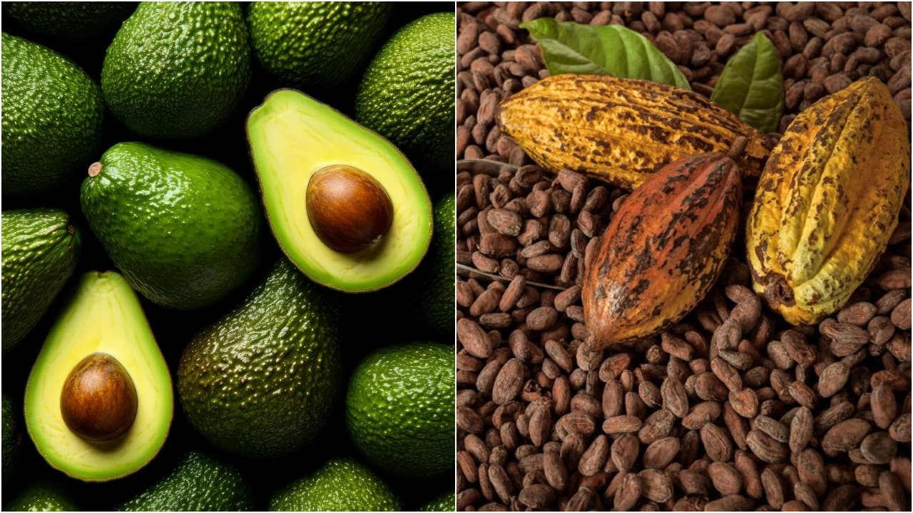 Exportaciones no tradicionales crecieron más de 15% en junio: paltas frescas y cacao fueron los productos más demandados