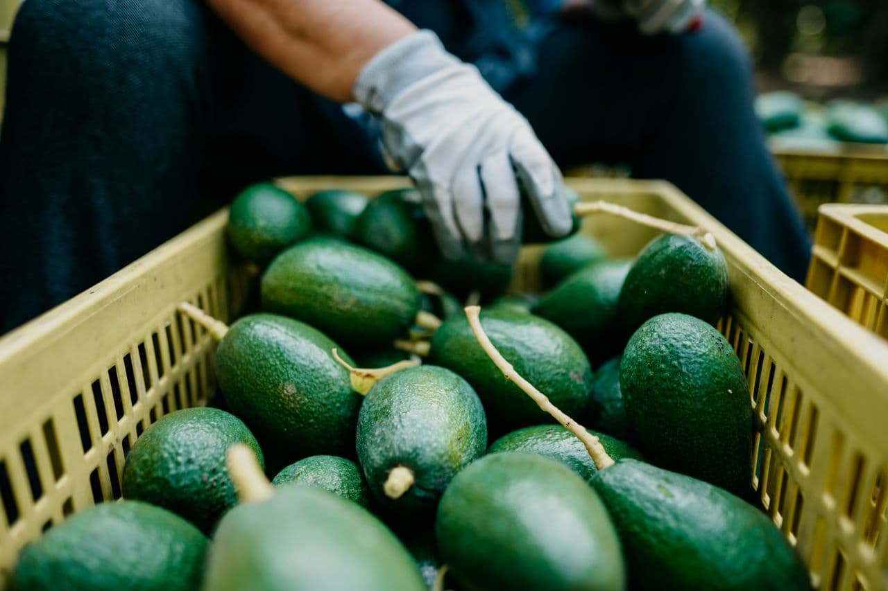 Estados Unidos anuncia que reanudará inmediatamente importación de palta de México