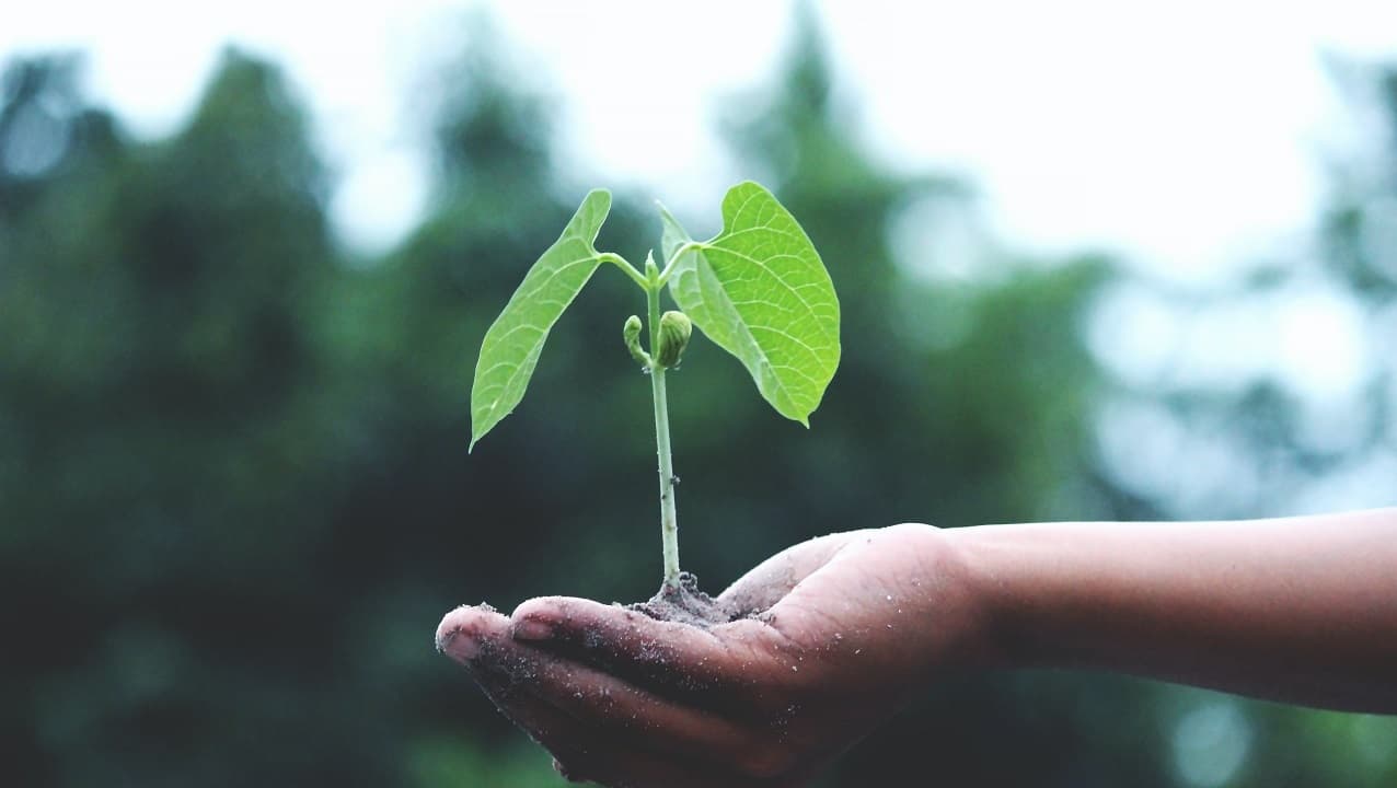 China necesita 17 billones dólares en inversiones para cumplir objetivos climáticos: Banco Mundial
